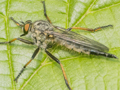 Neoitamus cyanurus